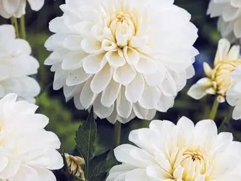 Dahlia p19 gr - imagine 1