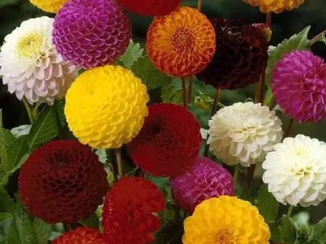 Dahlia variabila pompon mix am - imagine 1