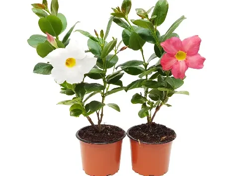 Dipladenia p19 - gr - imagine 1