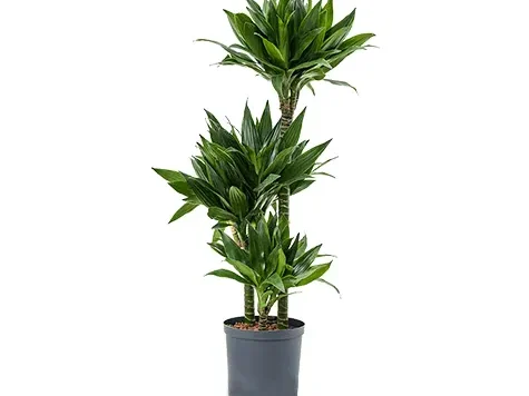 Dracena verde 70 cm - imagine 1