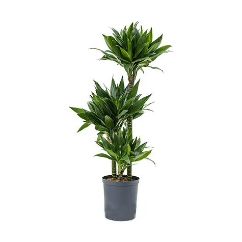 dracaena-verde