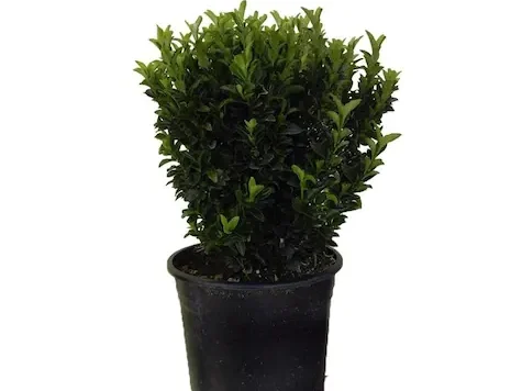Euonymus MINI - imagine 1
