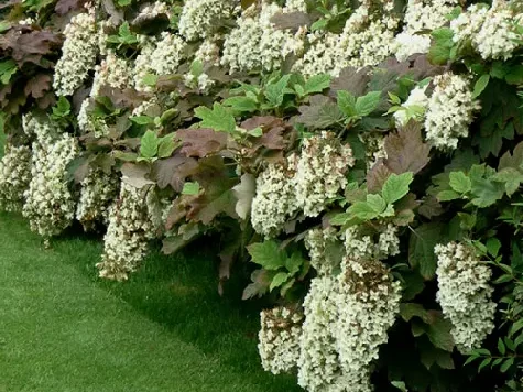 Hydrangea querc. Snowflake C5/P23 - imagine 1