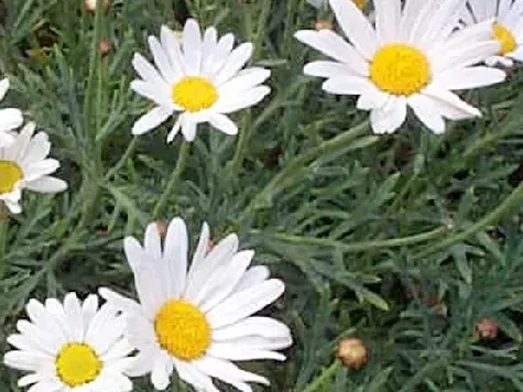 Margareta-argyrantenum P23 gr - imagine 1