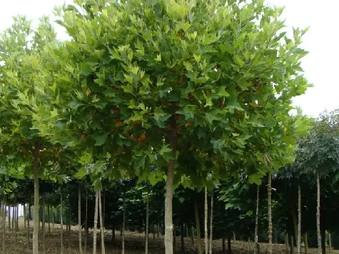 Platan 300+ cm - imagine 1