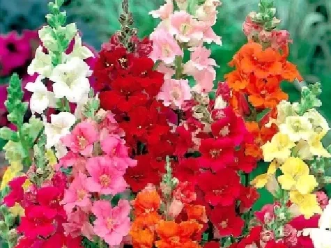 Semințe Antirrhinum - circus clowns - imagine 1