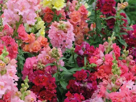 Semințe Antirrhinum - madame butterfly f1 - imagine 1