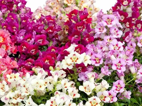 Semințe Antirrhinum majus rust resistant mix am - imagine 1