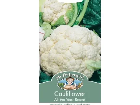 Seminte conopida - Cauliflower - All the year round - imagine 1
