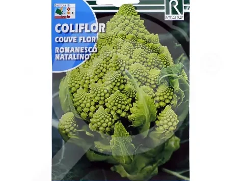 Seminte conopida - Cauliflower - romanesco natalino - imagine 1