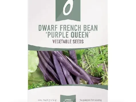 Dwarf bean purple queen - imagine 1
