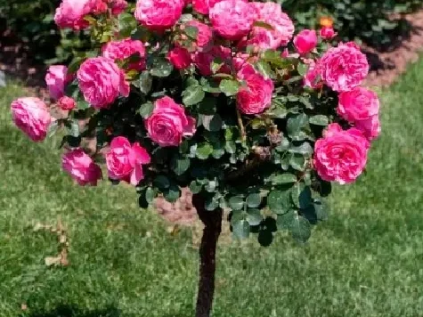 Trandafir copacel - rosa tree C 20 - imagine 1