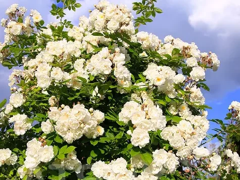 Trandafir cutie, soi alb urcator - imagine 1