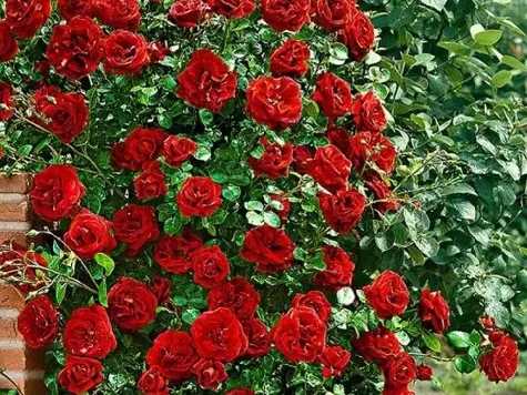 Trandafir cutie, soi roșu urcător - imagine 1