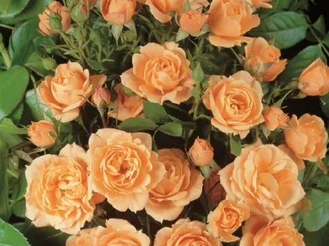 Trandafir - Rosa Apricot Clementine stam 60 - imagine 1