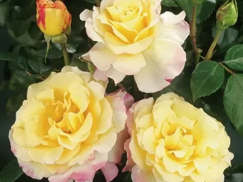 Trandafir - Rosa Aquarell - imagine 2