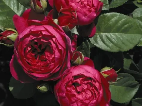 Trandafir - Rosa Ascot - imagine 2