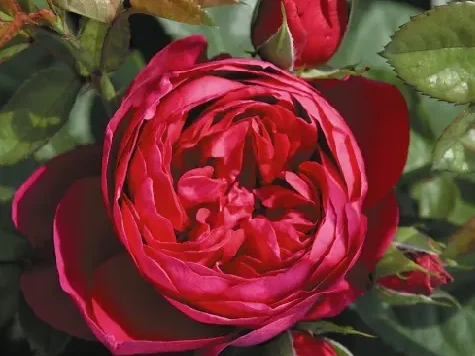 Trandafir - Rosa Ascot - imagine 1