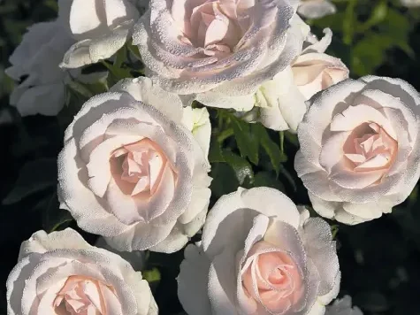 Trandafir - Rosa Aspirin-Rose - imagine 1