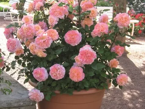 Trandafir - Rosa Augusta Luise stam 60 - imagine 2