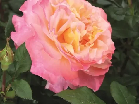 Trandafir - Rosa Augusta Luise stam 60 - imagine 1