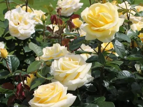 Trandafir - Rosa Avec Amour stam 90 - imagine 2