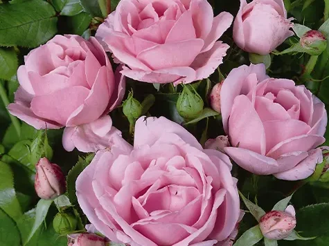 Trandafir Rosa Ballade - imagine 1