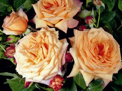 Trandafir - Rosa Barock - imagine 2