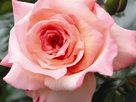 Trandafir - Rosa Barock - imagine 1