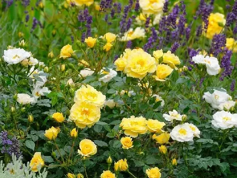 Trandafir - Rosa Bienenweide Gelb - imagine 2