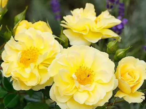 Trandafir - Rosa Bienenweide Gelb - imagine 1