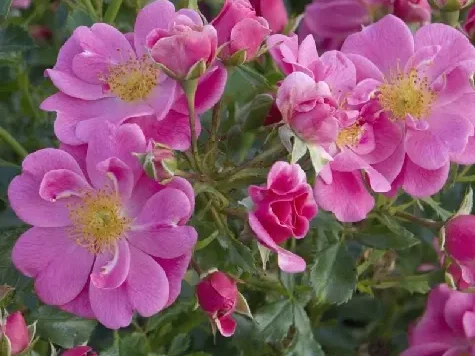 Trandafir - Rosa Bienenweide Rosa - imagine 1