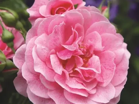 Trandafir - Rosa Camelot stam 140cm - imagine 1
