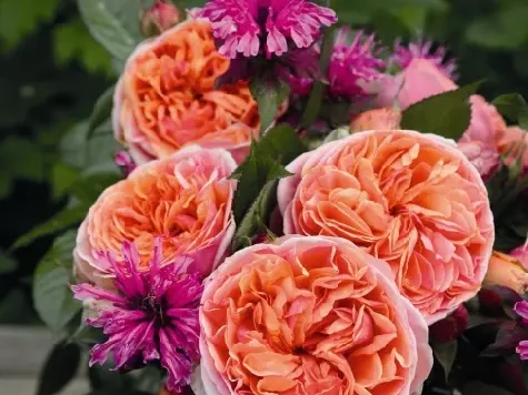 Trandafir - Rosa Chippendale - imagine 2