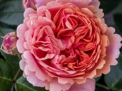 Trandafir - Rosa Chippendale - imagine 1