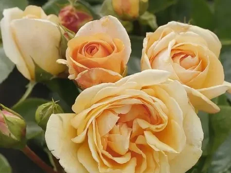 Trandafir - Rosa Circle of Life - imagine 2