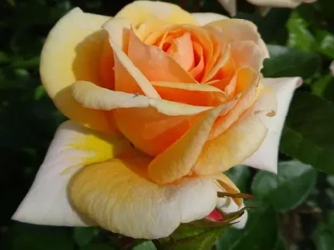 Trandafir - Rosa Circle of Life - imagine 1