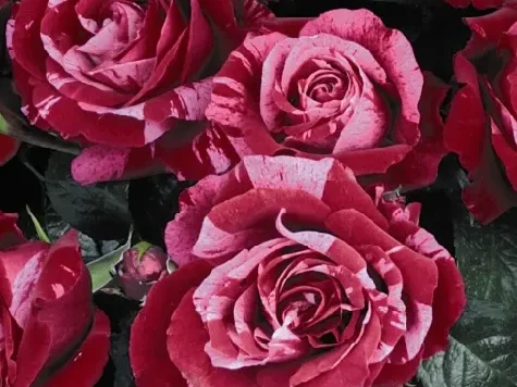 Trandafir - Rosa Deep Impression - imagine 2