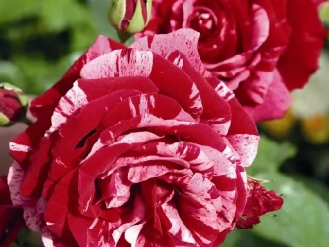 Trandafir - Rosa Deep Impression - imagine 1