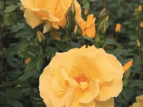 Trandafir - Rosa Dukat - imagine 1