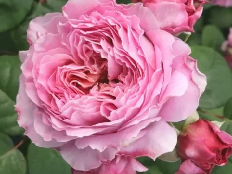 Trandafir - Rosa Eisvogel stam 90 - imagine 1