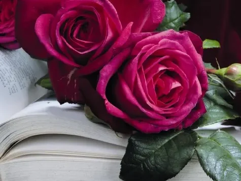 Trandafir - Rosa Goethe-Rose - imagine 2