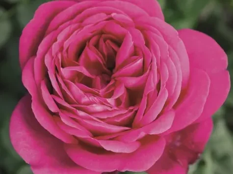 Trandafir - Rosa Goethe-Rose - imagine 1