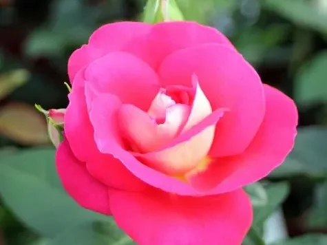 Trandafir - Rosa Heimatmelodie - imagine 1