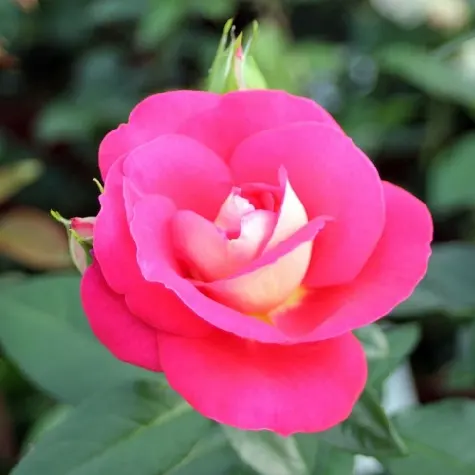 trandafir-rosa-heimatmelodie