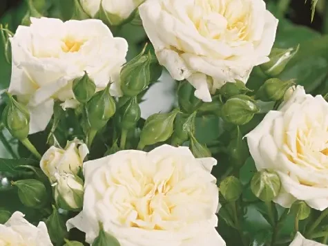 Trandafir - Rosa Honeymilk stam 60 - imagine 2