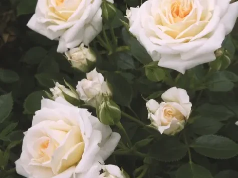 Trandafir - Rosa Honeymilk stam 60 - imagine 1