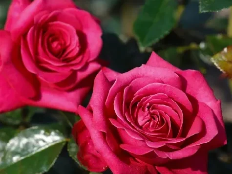 Trandafir - Rosa Hot Lady - imagine 2