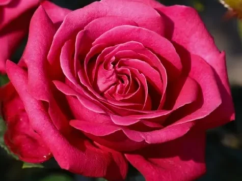 Trandafir - Rosa Hot Lady - imagine 1