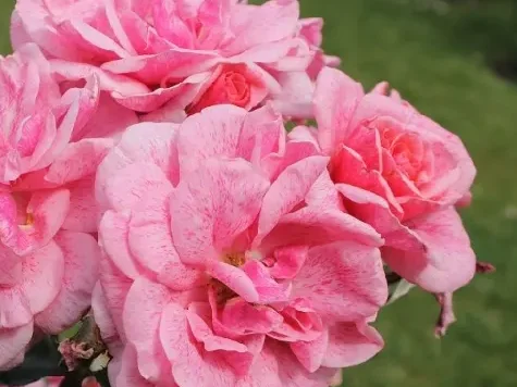 Trandafir - Rosa Lancelot - imagine 1